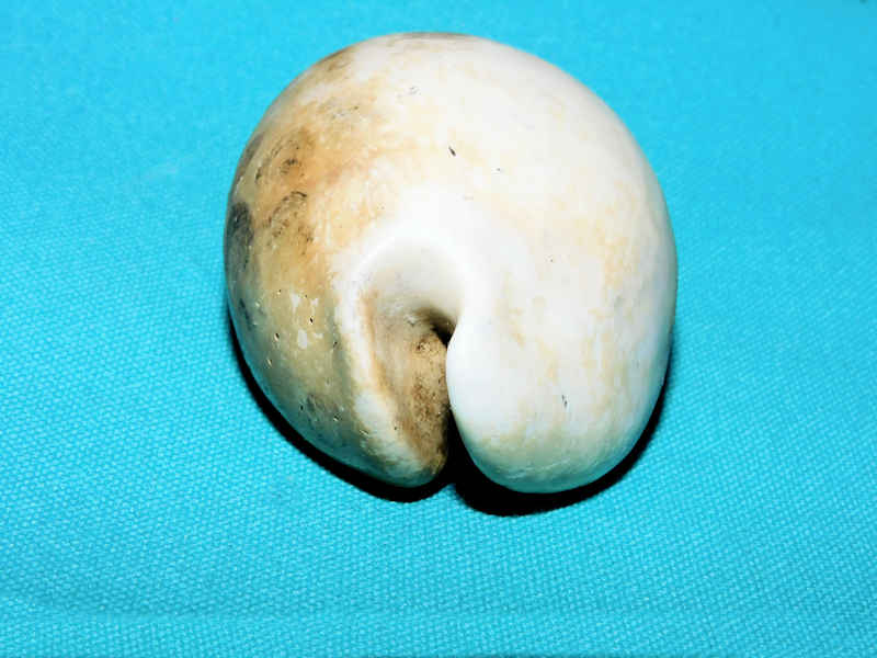 Akleistostoma olssoni 3 1/8” or 79.14mm."Choice"#400124