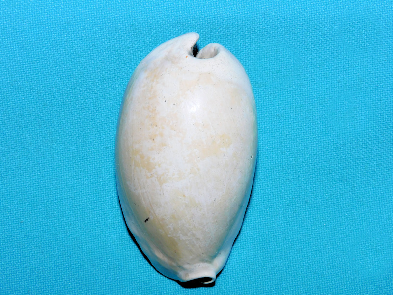 Akleistostoma olssoni 2 5/8” or 65.32mm."Gerontic" #400031 Akleistostoma olssoni 2 5/8” or 65.32mm."Gerontic" #400031