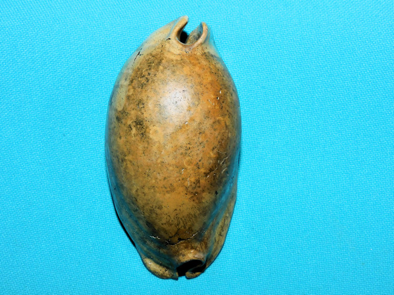 Akleistostoma olssoni 3 ¼” or 80.57mm. Nice Variant #800050