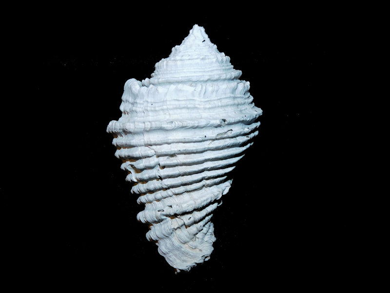 Hystrivasum olssoni 4 3/8” or 107.80mm."Ultra-Rare" #700406 Hystrivasum olssoni 4 3/8” or 107.80mm."Ultra-Rare" #700406