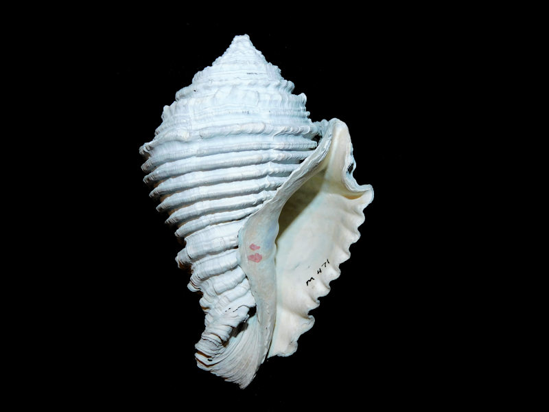 Hystrivasum olssoni 4 3/8” or 107.80mm."Ultra-Rare" #700406