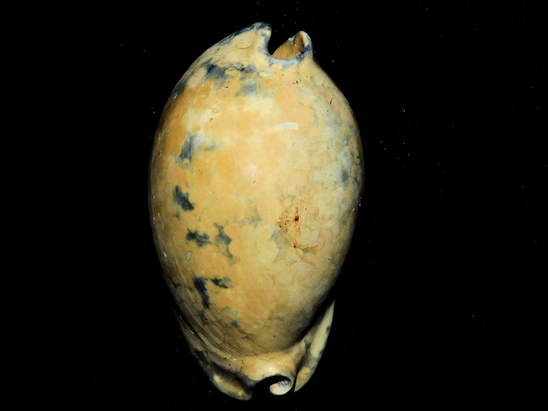 Akleistostoma olssoni 2 3/4” or 70.02mm. Lovely Variant #400118 Akleistostoma olssoni 2 3/4” or 70.02mm. Lovely Variant #400118