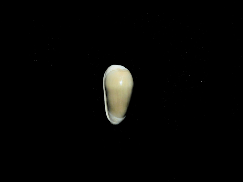 Prunum onchidella 18.64mm. "Golden Gate Museum Quality"#17403 Prunum onchidella 18.64mm. "Golden Gate Museum Quality"#17403