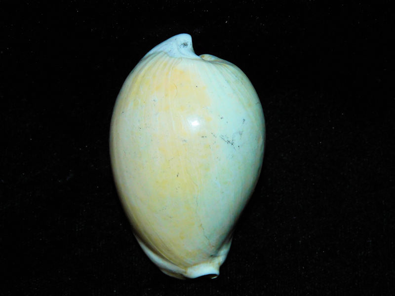 Calusacypraea myakka 2 3/8” or 57.78mm."Superb"#17663 - Click Image to Close