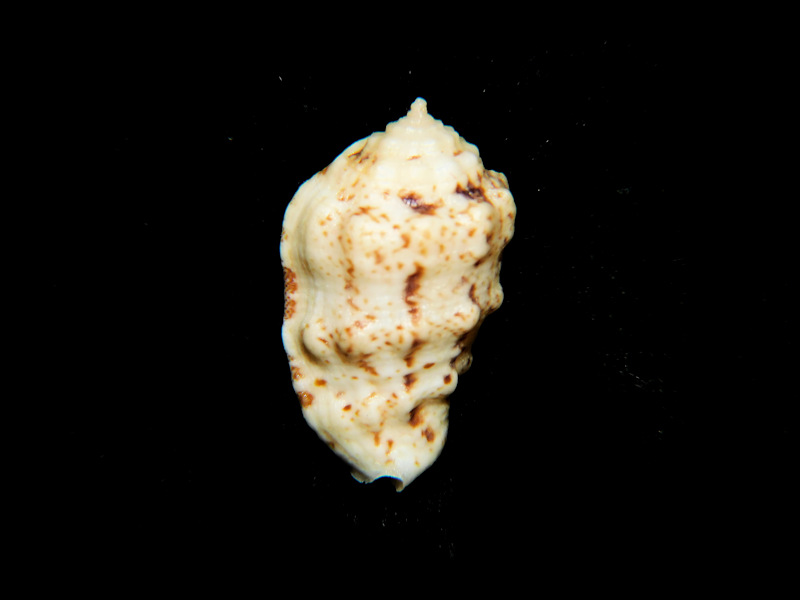 Morum oniscus 1” or 25.51mm. Green Turtle #700187