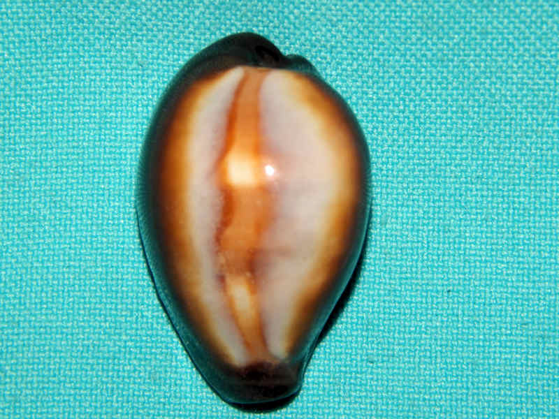 Erronea onyx 1 5/8” -Cebu, Philippines-Lot#15675 Erronea onyx 1 5/8” -Cebu, Philippines-Lot#15675