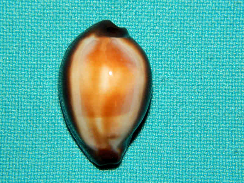 Erronea onyx 1”-"Dwarf"-Mactan Island Cebu, Lot#15877 Erronea onyx 1”-"Dwarf"-Mactan Island Cebu, Lot#15877