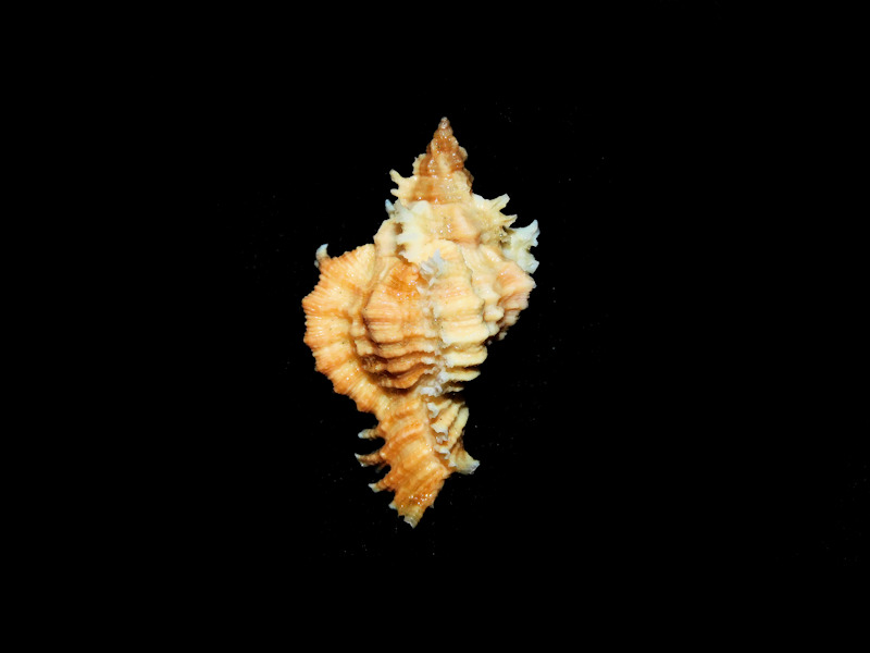 Chicoreus florifer 1 5/8” or 37.19mm. w/o"Orangey" #700370