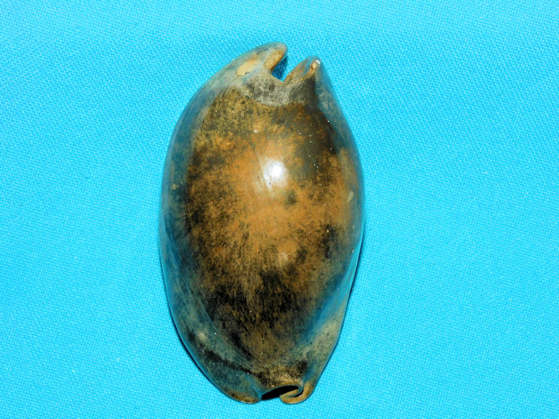 Akleistostoma juliagardnerae 2 7/8” or 74.33mm."Fabulous"#800063 Akleistostoma juliagardnerae 2 7/8” or 74.33mm."Fabulous"#800063