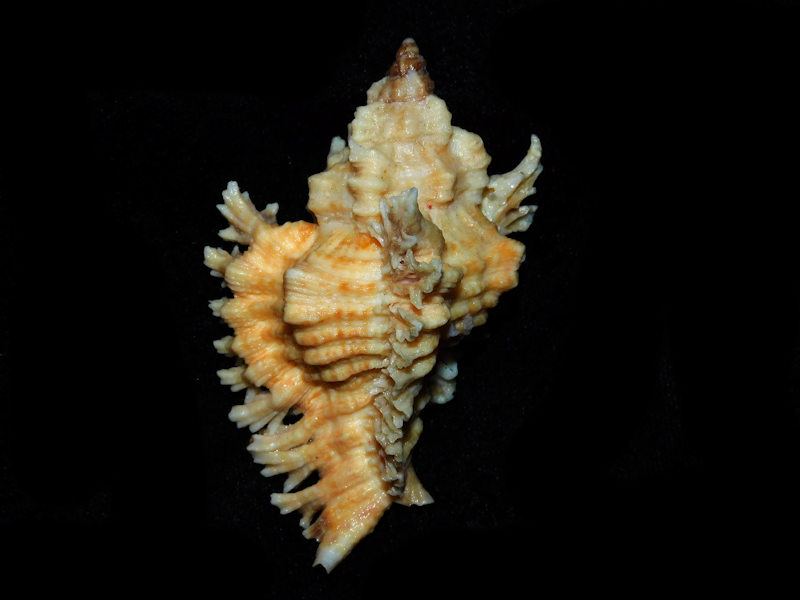 Chicoreus florifer 2 7/8” or 72.43mm. w/o "Orange/Peach #700166 Chicoreus florifer 2 7/8” or 72.43mm. w/o "Orange/Peach #700166