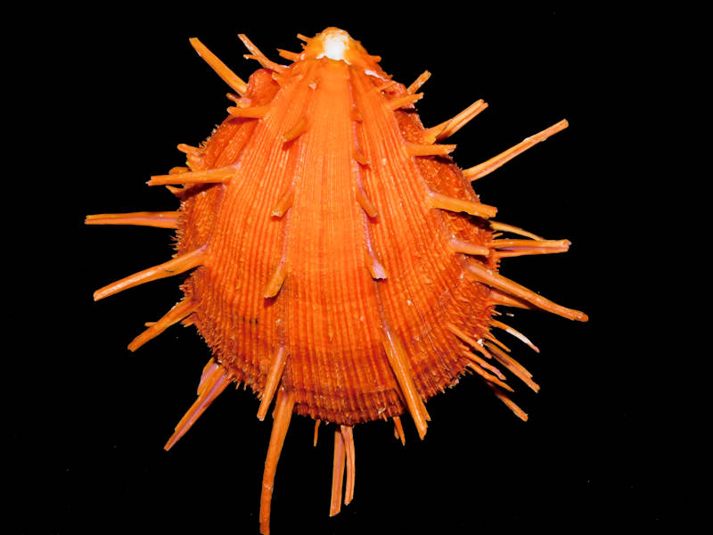 Spondylus regius 176.99mm. "Superb Orange Monster"#700011 - Click Image to Close