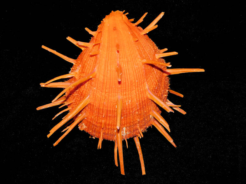 Spondylus regius 176.99mm. "Superb Orange Monster"#700011