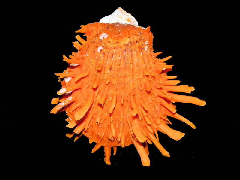 Spondylus variegatus 3 3/8” or 84.80mm. "Orange W Arca" #700803
