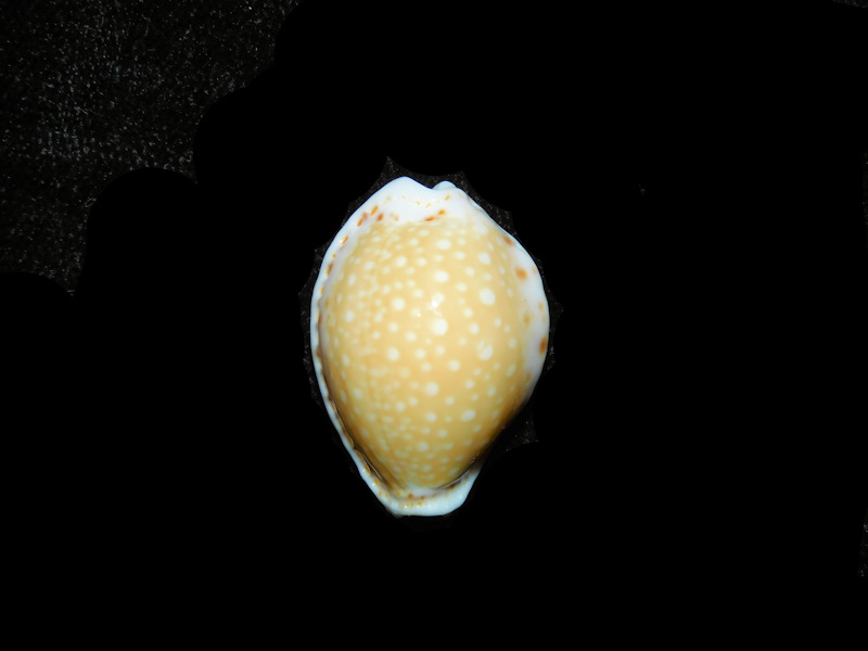Naria cernica f. ogasawarensis 25.31mm "Rare Okinawa" LOT#901275JB (image for) Naria cernica f. ogasawarensis 25.31mm "Rare Okinawa" LOT#901275JB