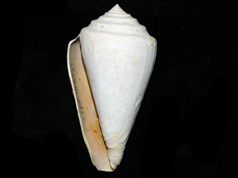Osceolaconus osceolai 3 ¾” or 94.19mm. "Ultra-Rare" #17612