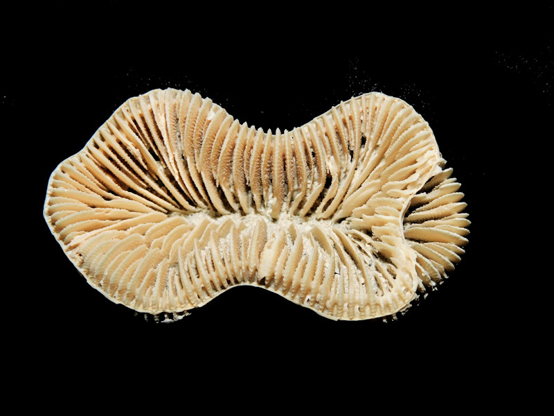 Trachyphyllia bilobata 2” or 49.65mm. "SuperbUltra-Rare"#17041