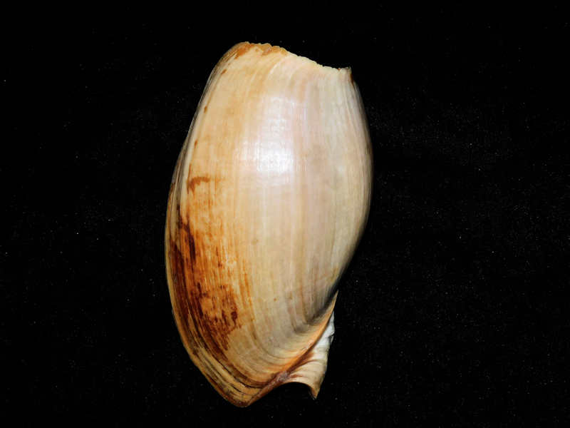 Cymbium pachyus 5 5/8” or 138.91mm."Cameroon"#700364