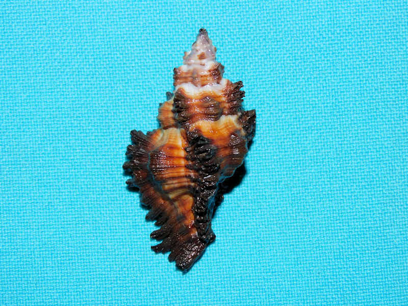 Chicoreus paini 1 ¾” or 45.49mm. w/o "Uncommon" #700536 - Click Image to Close