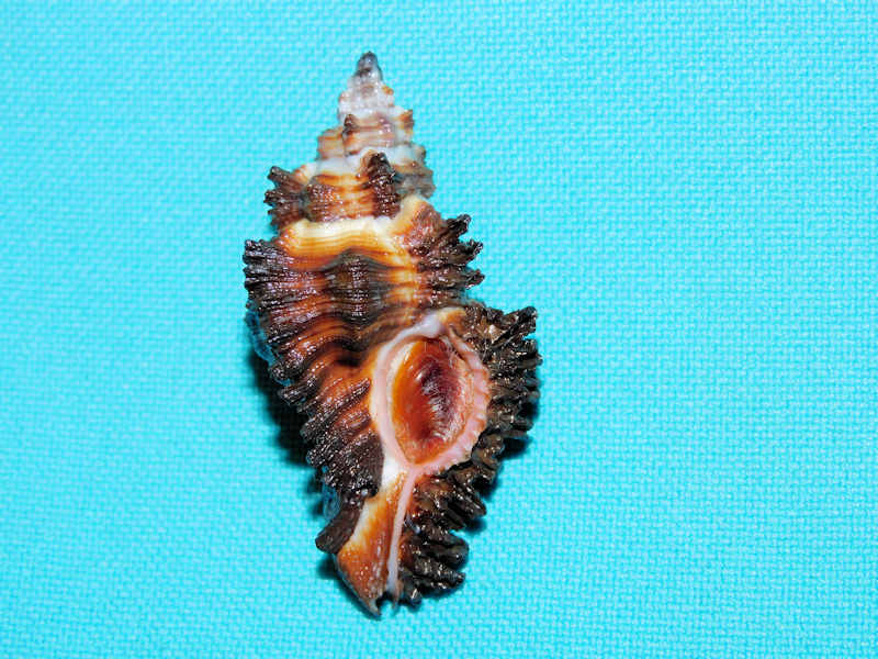 Chicoreus paini 1 ¾” or 45.49mm. w/o "Uncommon" #700536