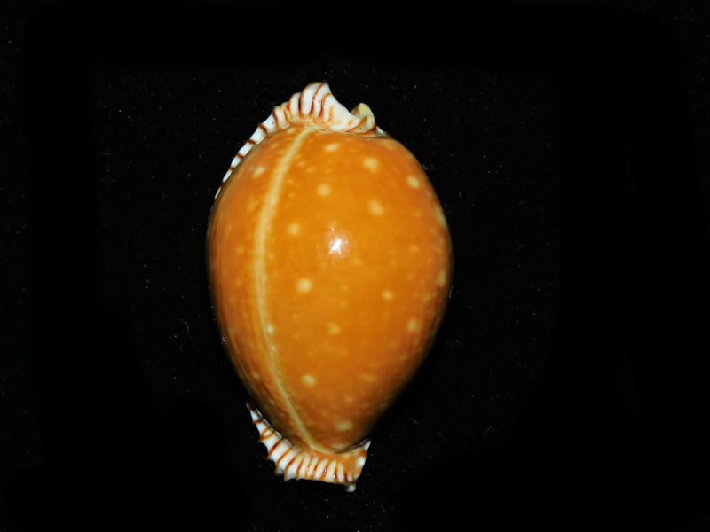 Perisserosa guttata 2 3/8” or 57.22mm."Rare" #700224 Perisserosa guttata 2 3/8” or 57.22mm."Rare" #700224