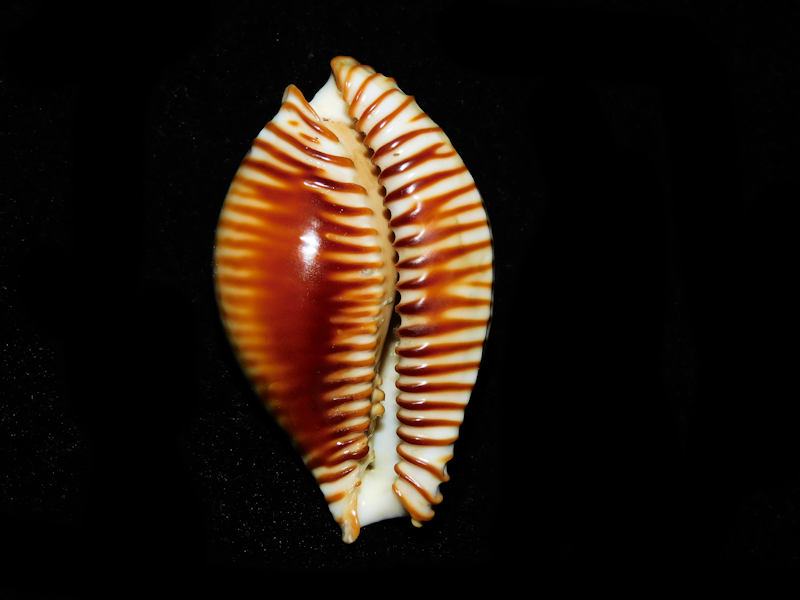 Perisserosa guttata 2 3/8” or 57.22mm."Rare" #700224 - Click Image to Close