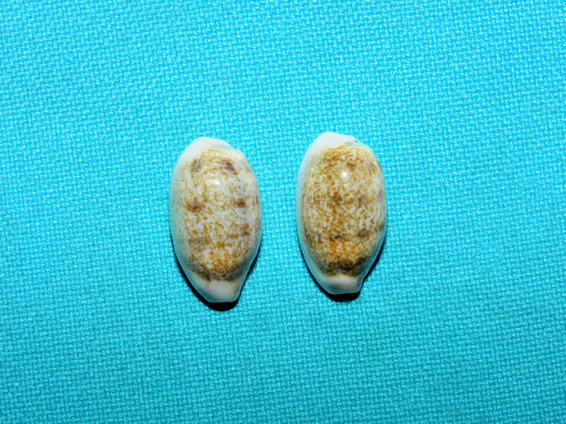 Blasicrura pallidula pallidula(2) 19.45mm & 18.93mm.#17430