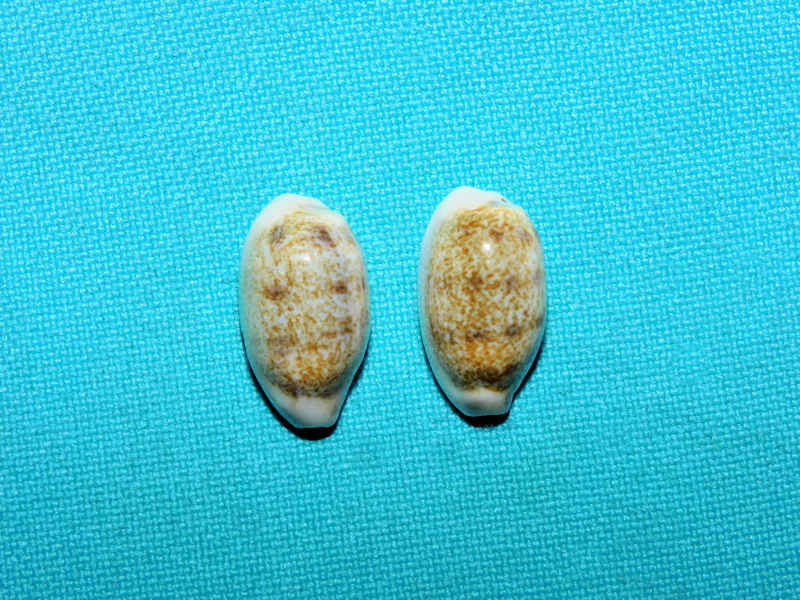 Blasicrura pallidula pallidula(2) 19.45mm & 18.93mm.#17430 Blasicrura pallidula pallidula(2) 19.45mm & 18.93mm.#17430