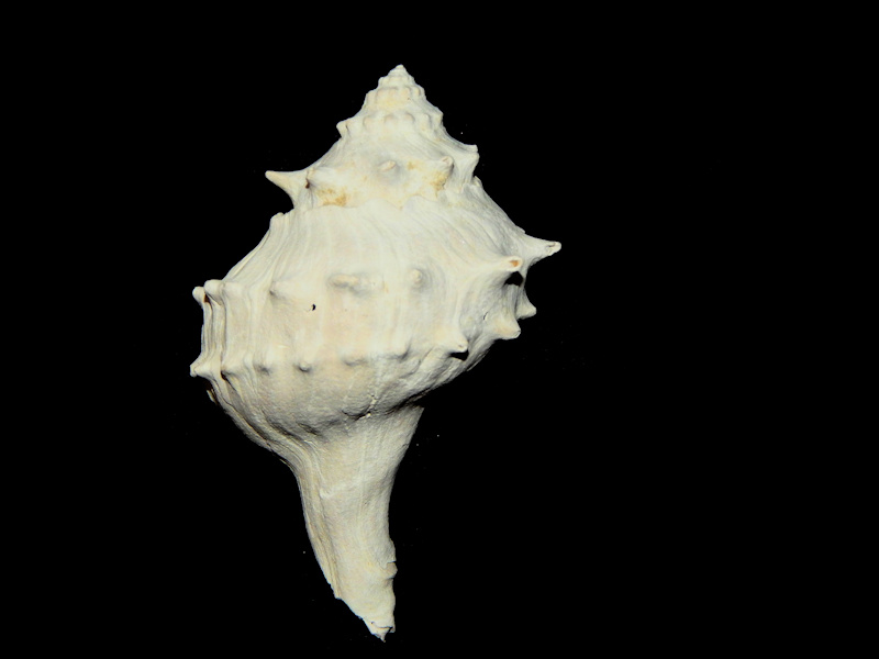 Echinofulgur Palmbeachensis 3 5/8”-Large-Griffins Pit-Lot#16285 Echinofulgur Palmbeachensis 3 5/8”-Large-Griffins Pit-Lot#16285
