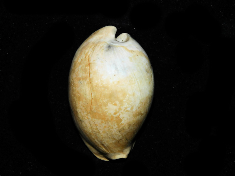 Akleistostoma cookei 2” or 50.55mm. "Rare" #800227 Akleistostoma cookei 2” or 50.55mm. "Rare" #800227