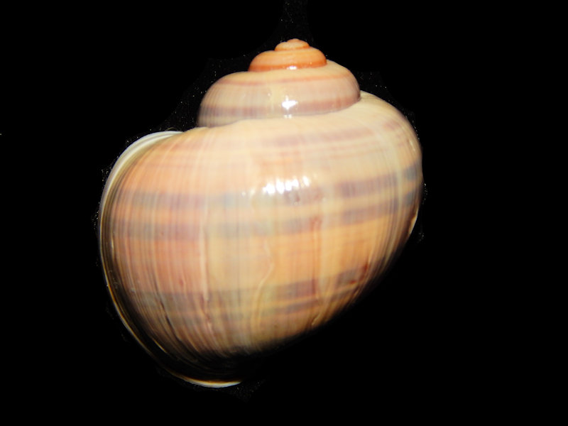 Pomacea paludosa 2 1/4" W/O-Nice-Lot#15099 Pomacea paludosa 2 1/4" W/O-Nice-Lot#15099