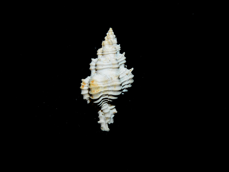 Calotrophon (Panamurex) fusinoides 23.65mm."Ultra-Rare"#17206