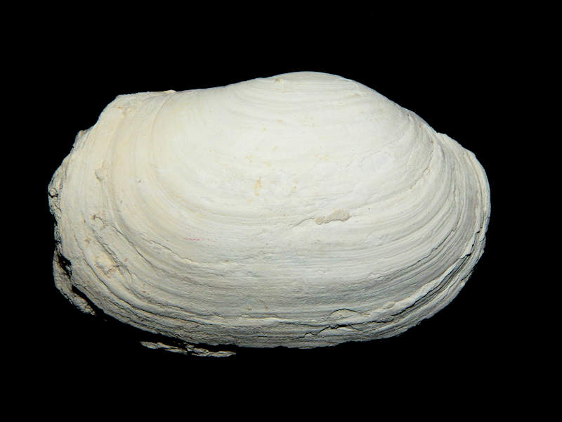 Panopea floridana 5”-Golden Gate Member-Lot#16224 Panopea floridana 5”-Golden Gate Member-Lot#16224