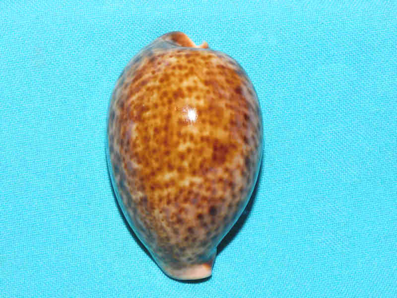 Cypraea pantherina 2 ¾” or 67.86mm. Chestnut/Rusty LOT#901243JB (image for) Cypraea pantherina 2 ¾” or 67.86mm. Chestnut/Rusty LOT#901243JB