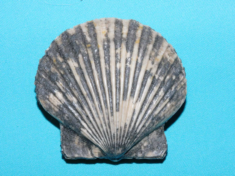 Carolinapecten murdockensis parawatsonensis n. ssp 3 18"#800106 Carolinapecten murdockensis parawatsonensis n. ssp 3 18"#800106