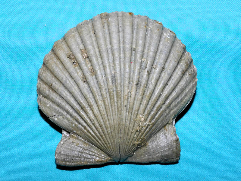 Carolinapecten murdockensis parawatsonensis n. ssp 3 5/8”#800158 Carolinapecten murdockensis parawatsonensis n. ssp 3 5/8”#800158