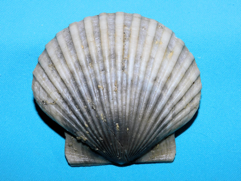 Carolinapecten murdockensis parawatsonensis "Ultra Rare"#800060 Carolinapecten murdockensis parawatsonensis "Ultra Rare"#800060