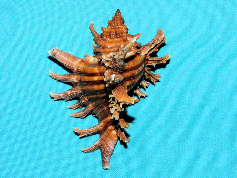 Chicoreus brevifrons 3 5/8” or 91.82mm "Puerto Rico"#700792 Chicoreus brevifrons 3 5/8” or 91.82mm "Puerto Rico"#700792