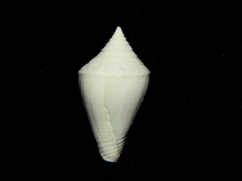 Gradiconus parkeri 1" -Ft Denaud Rare Brantley-Lot#16639 Gradiconus parkeri 1" -Ft Denaud Rare Brantley-Lot#16639