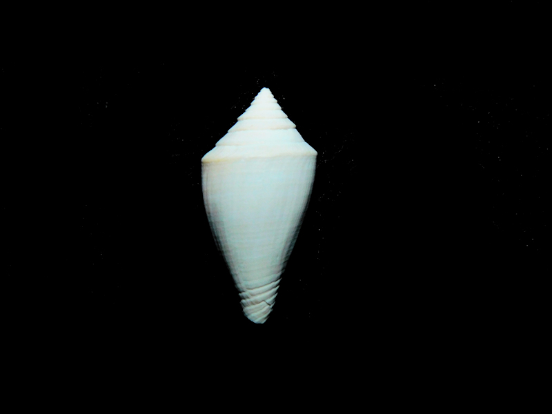 Gradiconus parkeri 1” or 24.58mm."Brantley Pit Rare"#17189 Gradiconus parkeri 1” or 24.58mm."Brantley Pit Rare"#17189