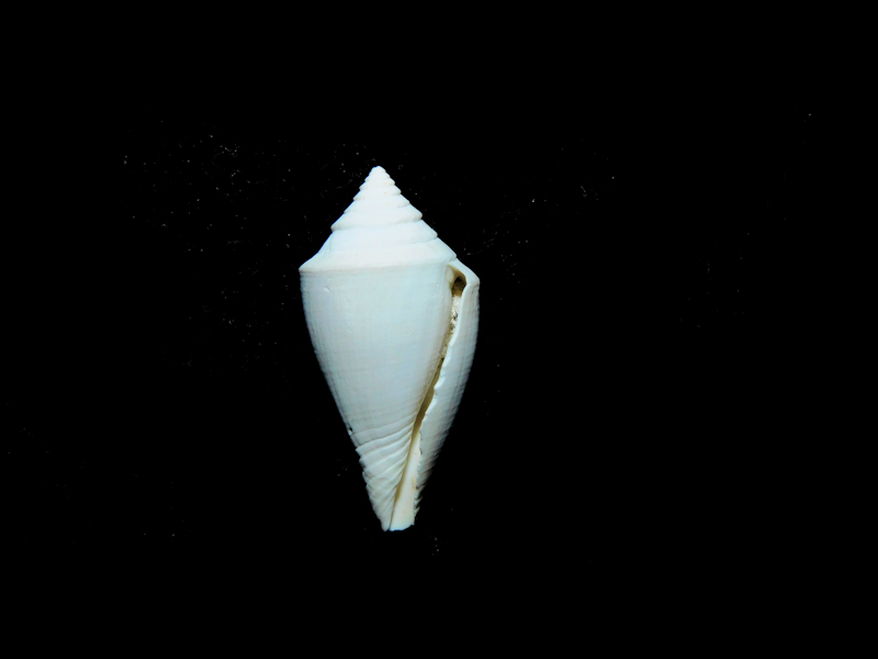 Gradiconus parkeri 1” or 24.58mm."Brantley Pit Rare"#17189 - Click Image to Close