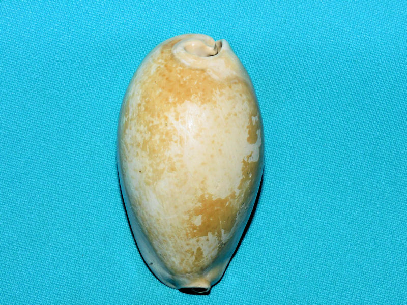 Siphocypraea dubari 2 5/8” or 65.83mm."Lovely"#800136 Siphocypraea dubari 2 5/8” or 65.83mm."Lovely"#800136