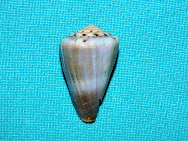 Conus (Splinoconus) biliosus parvulus 1 3/8” Lot#16855