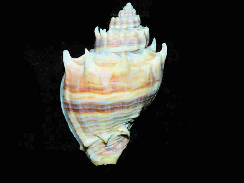 Melongena corona 3” or 75.38mm. w/o "Blind Pass, Sanibel" Lot#17930 (image for) Melongena corona 3” or 75.38mm. w/o "Blind Pass, Sanibel" Lot#17930