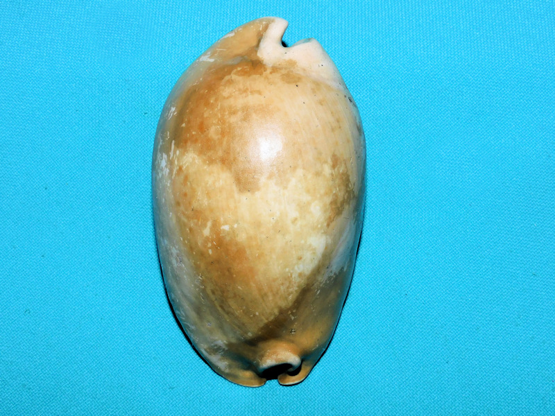 Akleistostoma floridana 3 1/2” or 86.28mm.Mature Adult #600020 Akleistostoma floridana 3 1/2” or 86.28mm.Mature Adult #600020