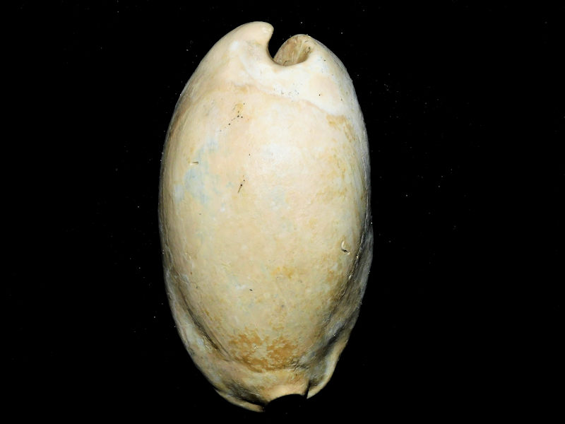 Akleistostoma olssoni 3 1/8” or 79.95mm."Unusual Variant"#600146 Akleistostoma olssoni 3 1/8” or 79.95mm."Unusual Variant"#600146