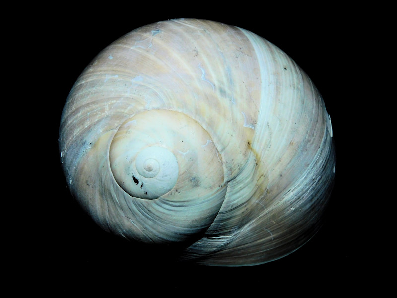 Neverita densata 2 1/8” or 54.84mm. "Uncommon"#600138 Neverita densata 2 1/8” or 54.84mm. "Uncommon"#600138