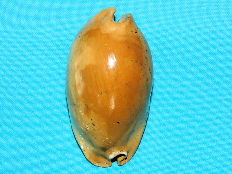 Akleistostoma juliagardnerae 3 3/8”& 83.79mm.Superb Adult#600014 Akleistostoma juliagardnerae 3 3/8”& 83.79mm.Superb Adult#600014