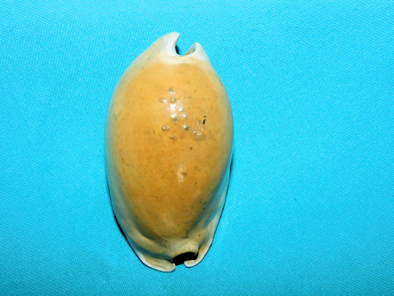 Akleistostoma floridana 2 7/8” or 73.06mm."Gorgeous"#600109 Akleistostoma floridana 2 7/8” or 73.06mm."Gorgeous"#600109
