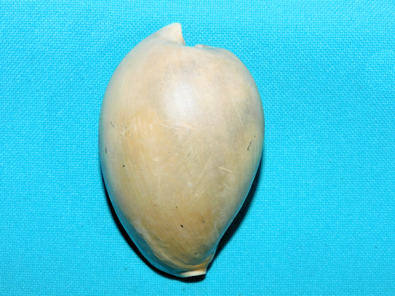 Calusacypraea globulina 2 5/8” or 62.96mm."Mature"#600093 Calusacypraea globulina 2 5/8” or 62.96mm."Mature"#600093