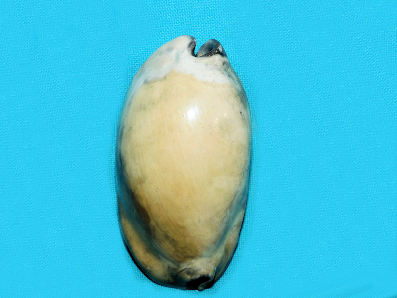 Akleistostoma olssoni 3 1/8” or 77.37mm.Choice #600088 Akleistostoma olssoni 3 1/8” or 77.37mm.Choice #600088